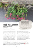 A Field Guide to Urban Plants