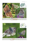 A Field Guide to the Butterflies of Romania