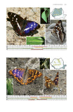 A Field Guide to the Butterflies of Romania