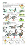 Field Guide to the Birds of North America