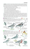 Field Guide to the Birds of North America