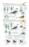 Field Guide to the Birds of North America