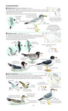 Field Guide to the Birds of North America