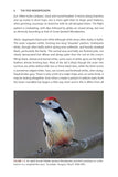 The Pied Woodpeckers