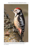 The Pied Woodpeckers