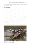 The Pied Woodpeckers