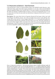 Japanese Knotweed