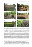 Japanese Knotweed