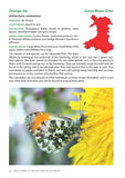Field Guide to the Butterflies of Wales
