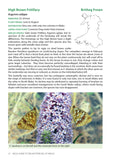 Field Guide to the Butterflies of Wales