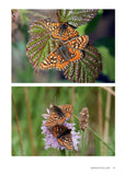 Field Guide to the Butterflies of Wales