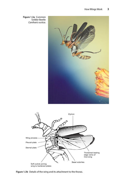 Insect Flight - Brackenbury - Pelagic Publishing - 9781784276263