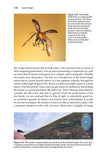 Insect Flight - Pelagic Publishing