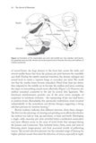 The Ascent of Mammals