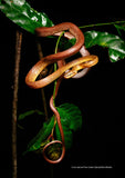 Field Guide to the Snakes of Malawi