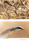 Field Guide to the Snakes of Malawi