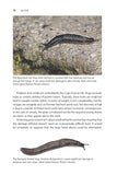 Slugs