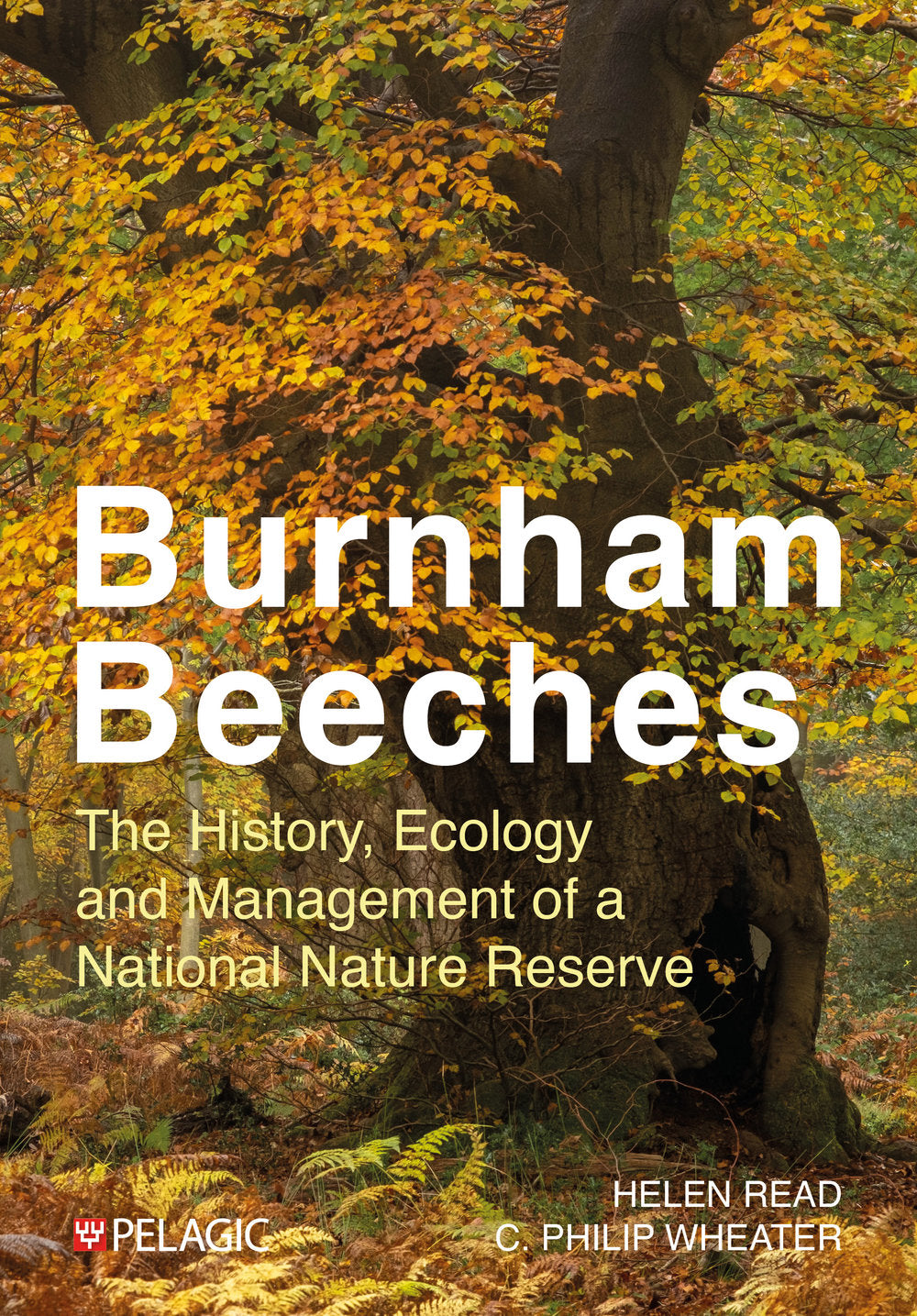 Burnham Beeches