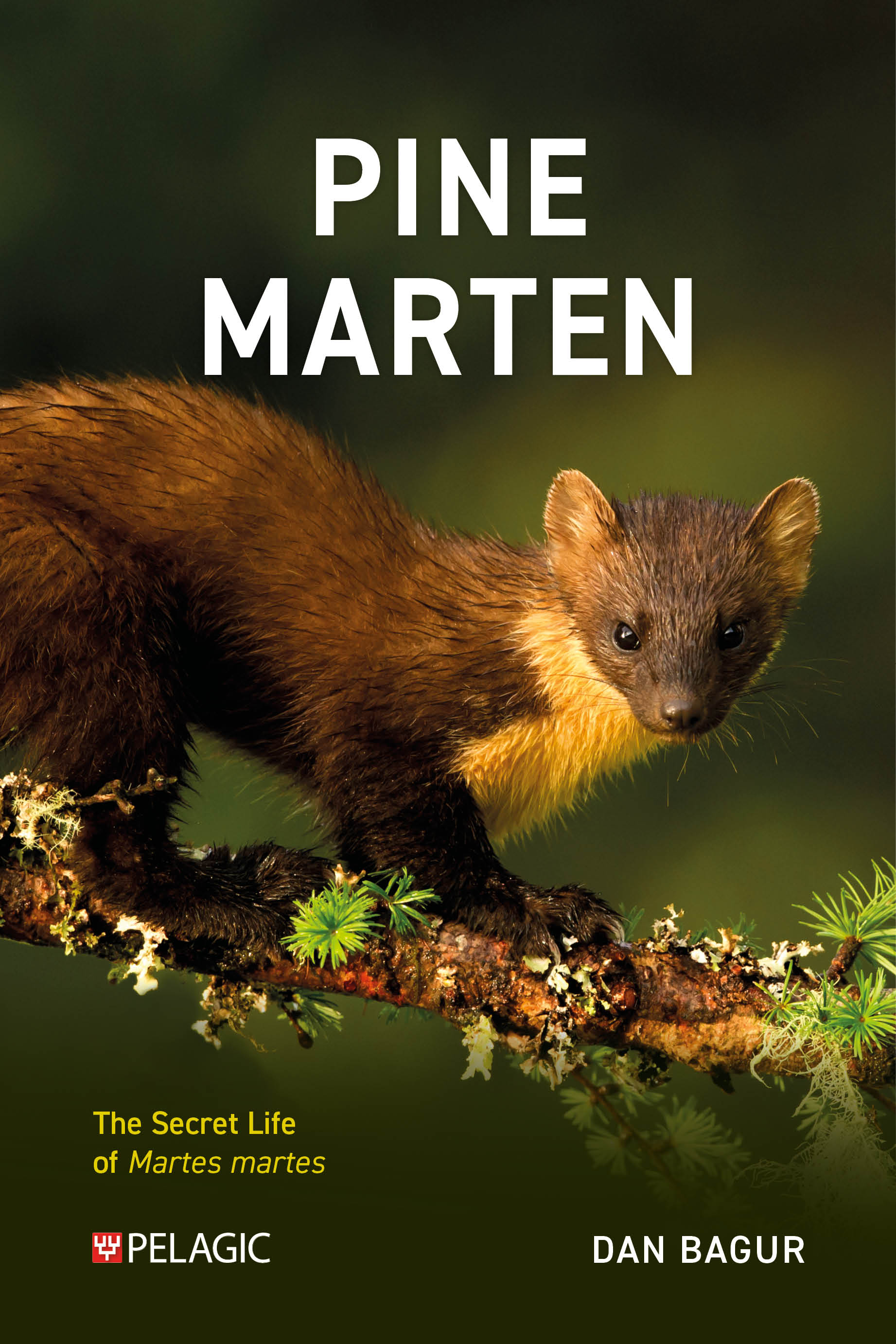 Pine Marten - Pelagic Publishing
