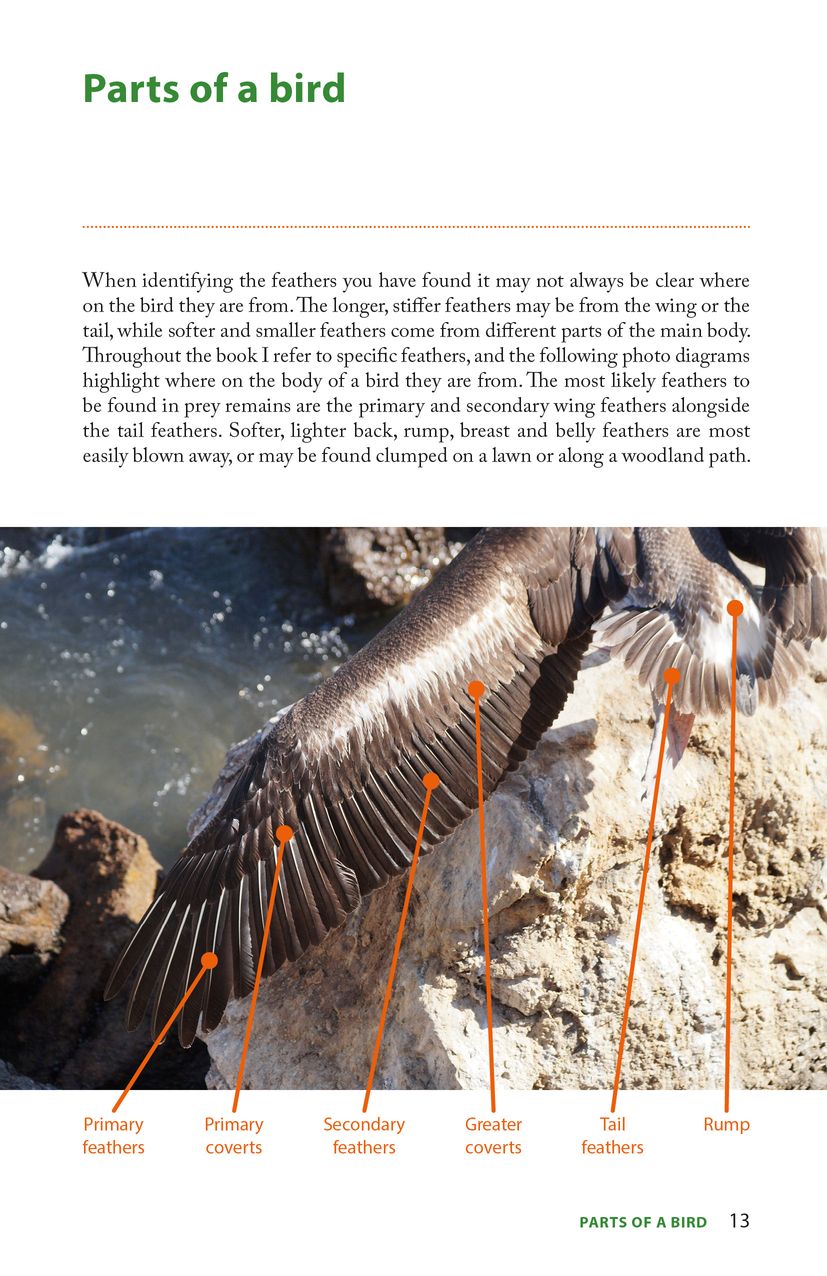 Pelagic Raptors Raptor Prey Remains - Ed Drewitt - Pelagic Publishing