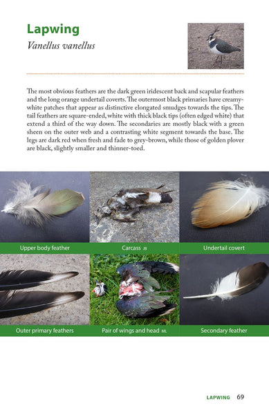 Pelagic Raptors Raptor Prey Remains - Ed Drewitt - Pelagic Publishing