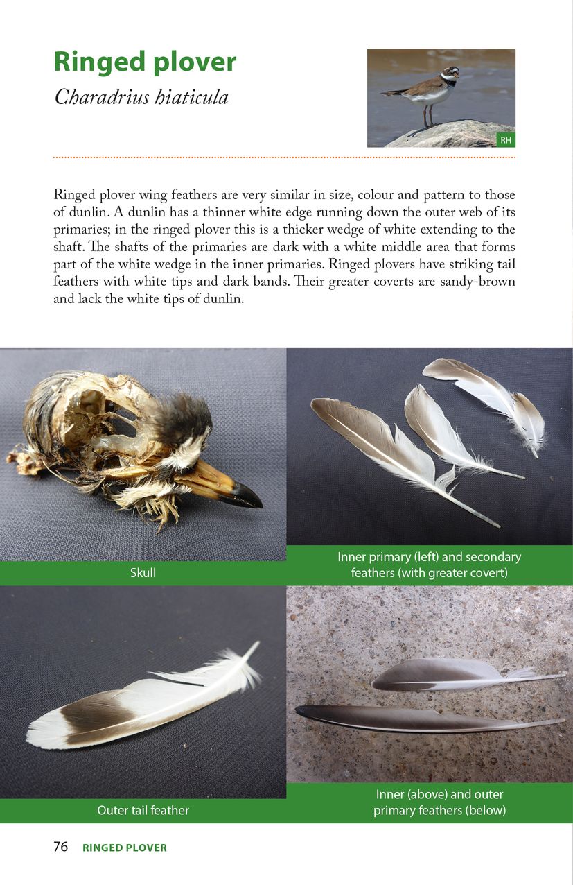 Pelagic Raptors Raptor Prey Remains - Ed Drewitt - Pelagic Publishing