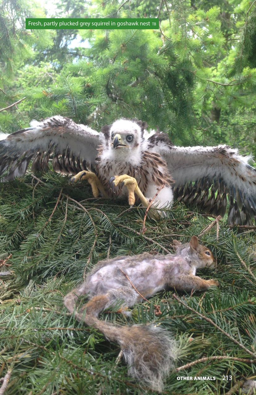Pelagic Raptors Raptor Prey Remains - Ed Drewitt - Pelagic Publishing