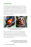 A Field Guide to Harlequins and Other Common Ladybirds of Britain and Ireland - Pelagic Publishing