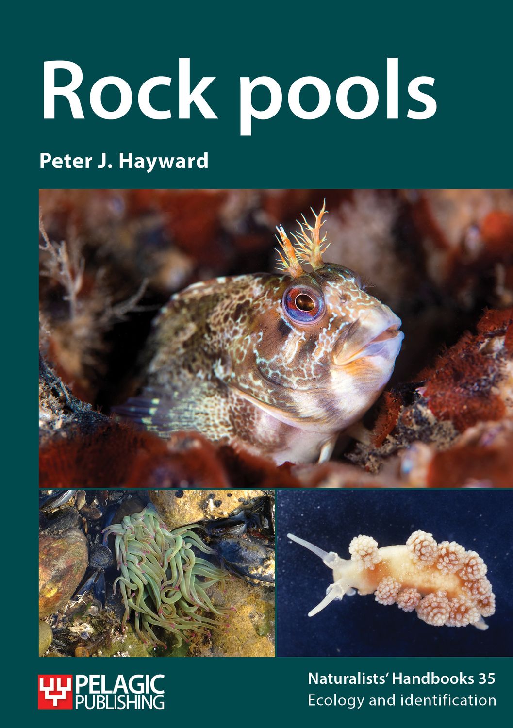 Rock pools - Pelagic Publishing