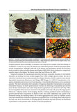 Amphibian Biology, Volume 11, Part 3 - Pelagic Publishing