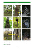 Bat Roosts in Trees - Pelagic Publishing