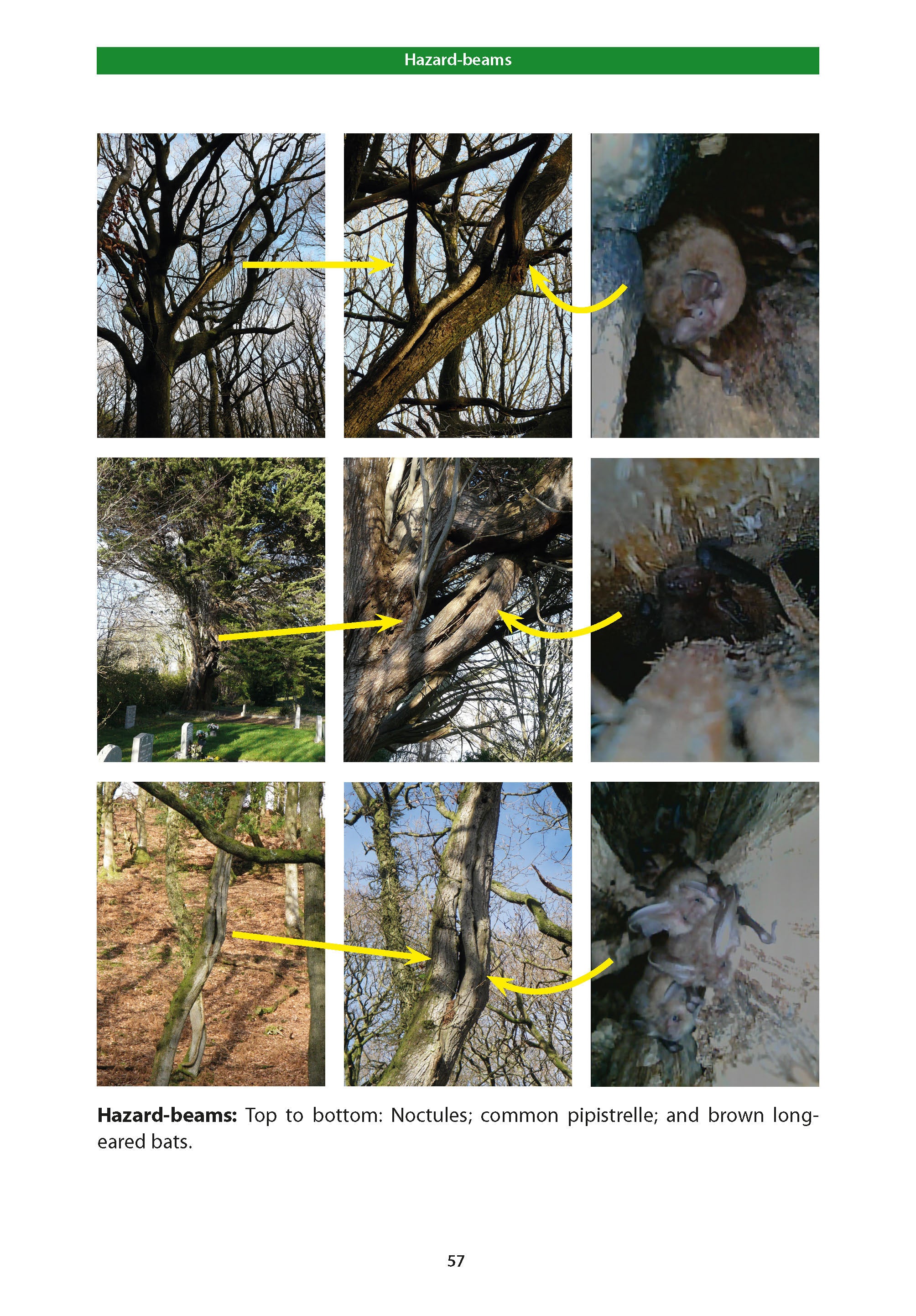 Bat Roosts in Trees – Pelagic Publishing – Bat Tree Habitat Key – Henry ...