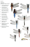 Dragonflies - Pelagic Publishing
