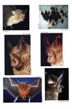 Horseshoe Bats of the World - Pelagic Publishing