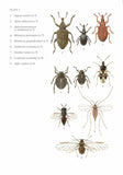 Insects on dock plants - Pelagic Publishing