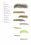 Insects on dock plants - Pelagic Publishing