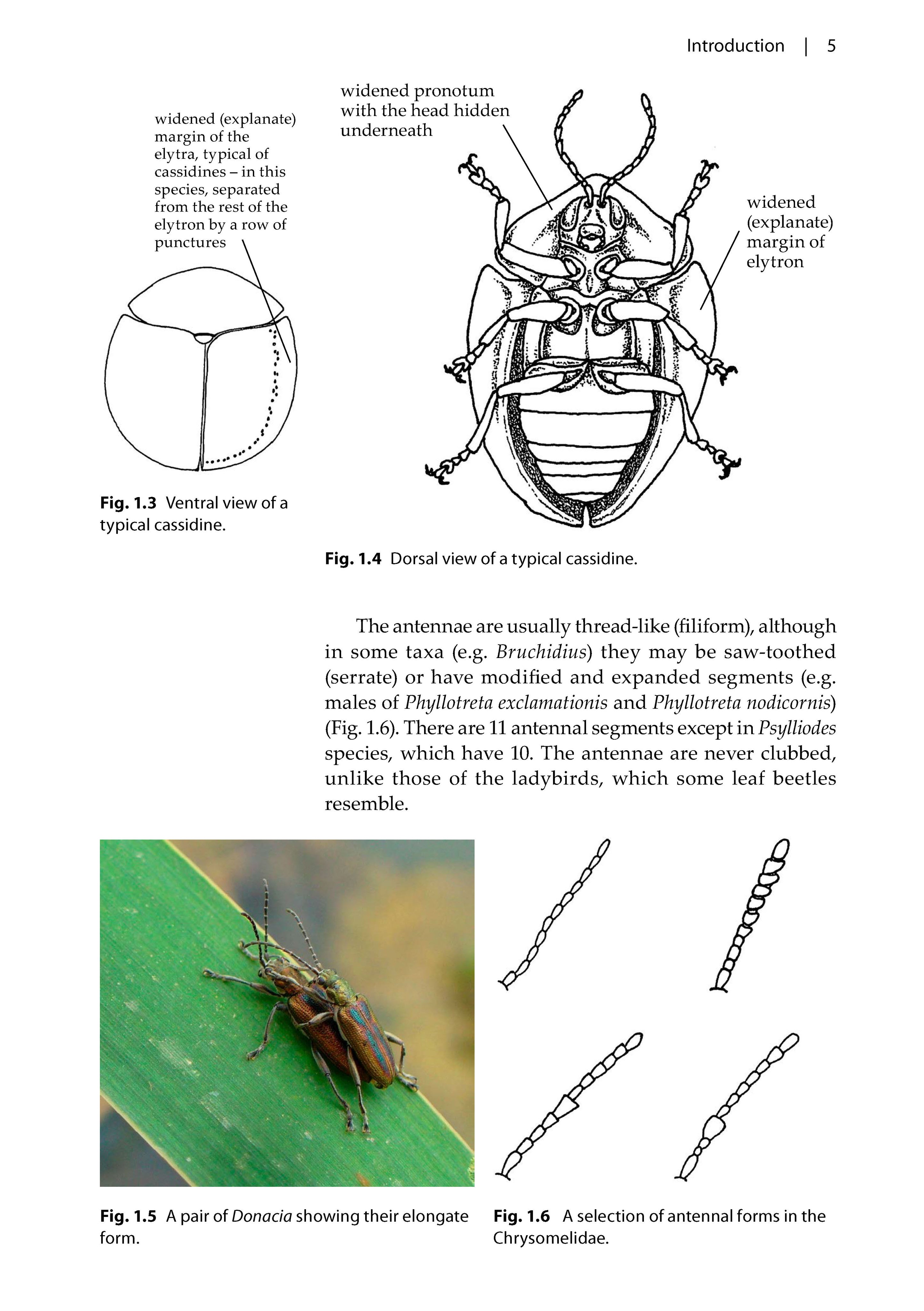 Leaf beetles Pelagic Publishing