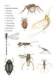 Studying Invertebrates - Pelagic Publishing